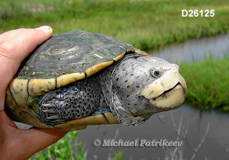 Malaclemys terrapin (Diamondback Terrapin)